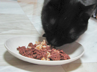 マグロ玄米猫缶を食べる猫ノア