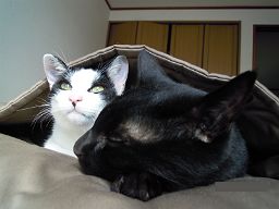 猫さんズとお布団ベッド　キャットレット
