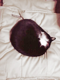 タキシード猫さんとお布団ベッド　キャットレット
