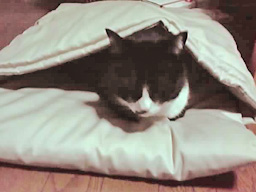 タキシード猫さんとお布団ベッド　キャットレット2