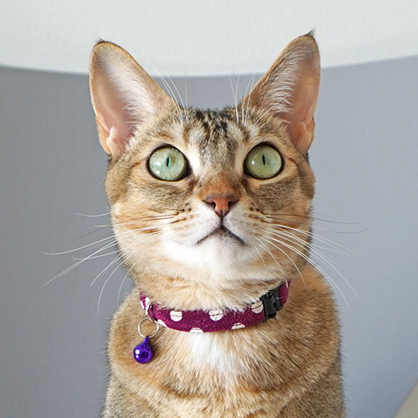 猫の可愛い首輪ちりめん水玉紫
