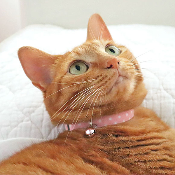 猫の可愛い首輪　ドット　ピンク