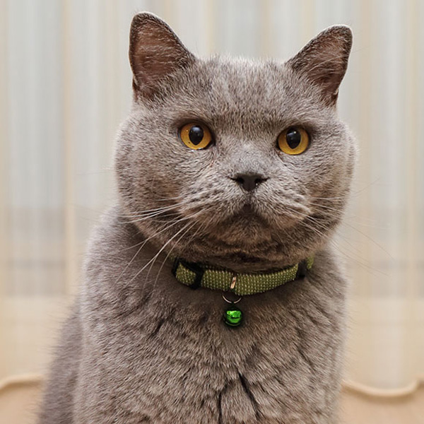 反射紐の猫用首輪 布製｜猫用品店nekomono（ねこもの）