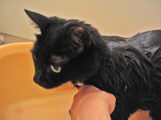 沐浴中の猫ノア