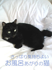 猫にやさしい無添加シャンプー　ペットが洗える入浴剤