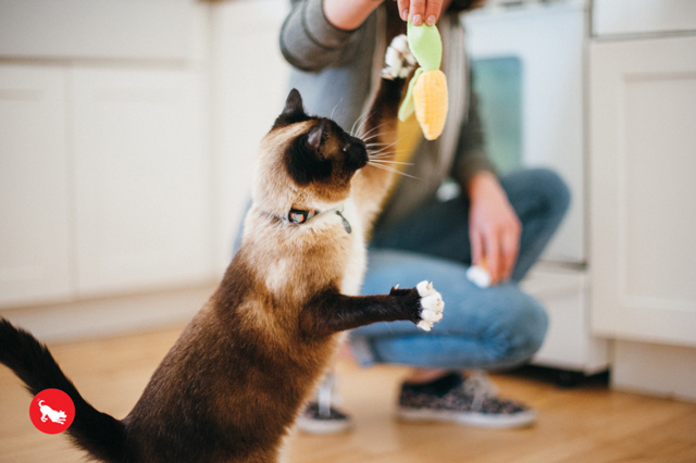 猫とキャットニップおもちゃ　バーベキュー