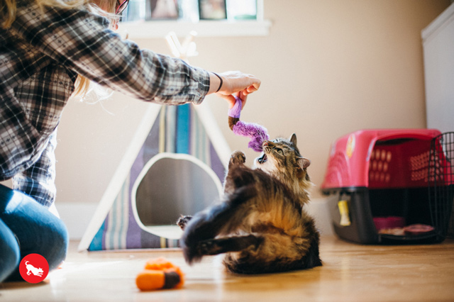 猫のキャットニップおもちゃ　ワーム