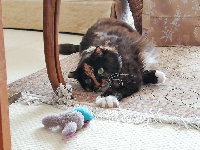 キャットニップ入りのおもちゃと遊ぶ三毛猫