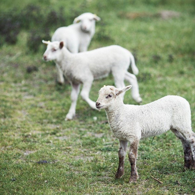 ウールシートブランケット　ラムウール