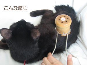 猫と温灸器
